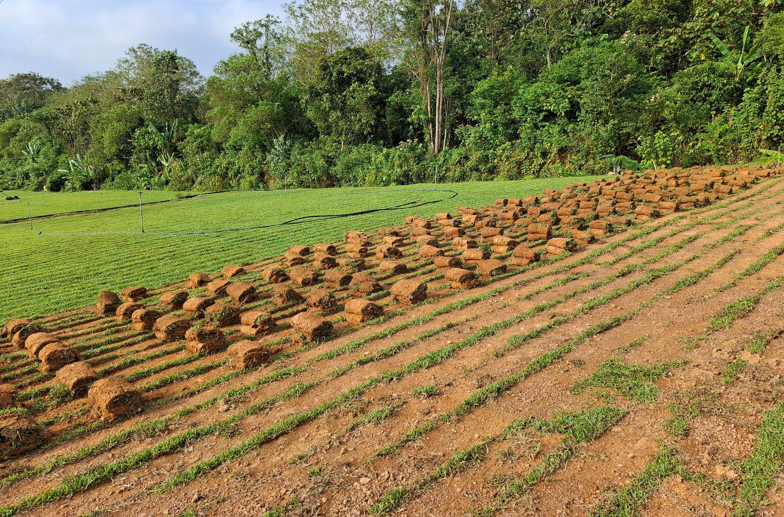 Sod Cutter Cow Grass (Roll)- "We supply machine-cut cow grass, which can be rolled after cutting for easy handling, transport, and installation."