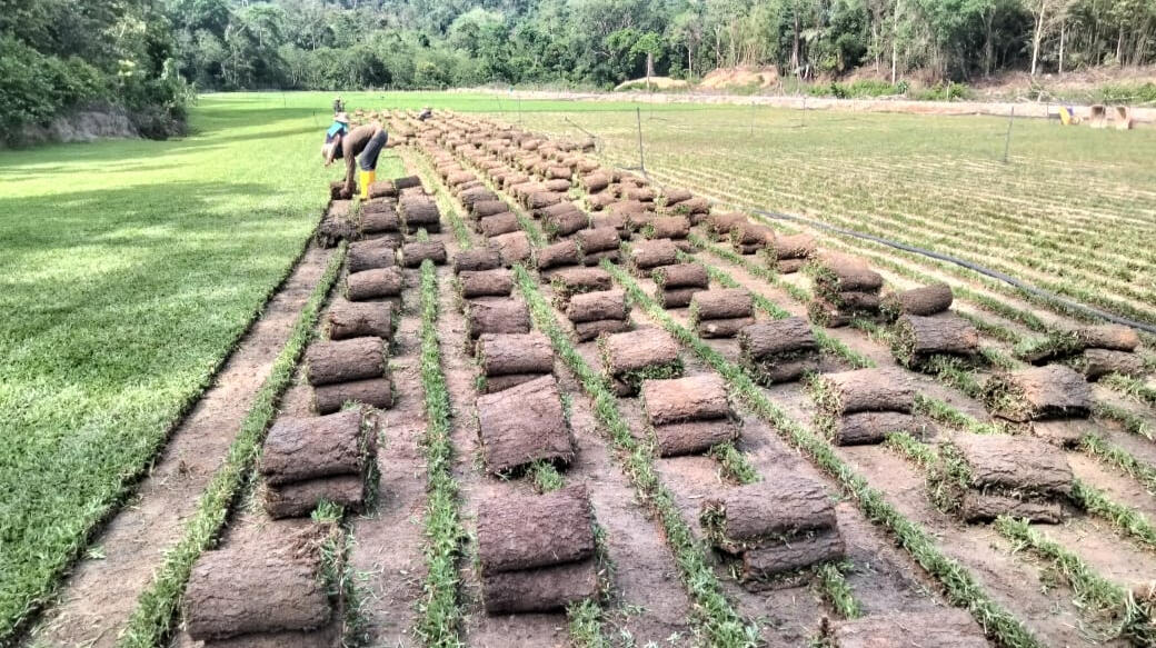 Cowgrass in Roll