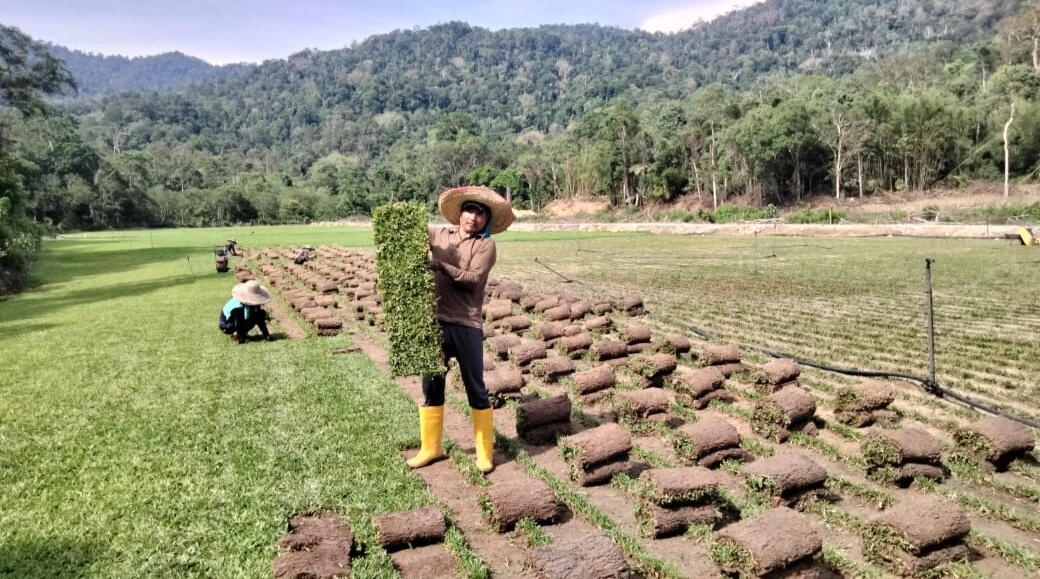 Sod Cutter Cow Grass (Roll)- "We supply machine-cut cow grass, which can be rolled after cutting for easy handling, transport, and installation."