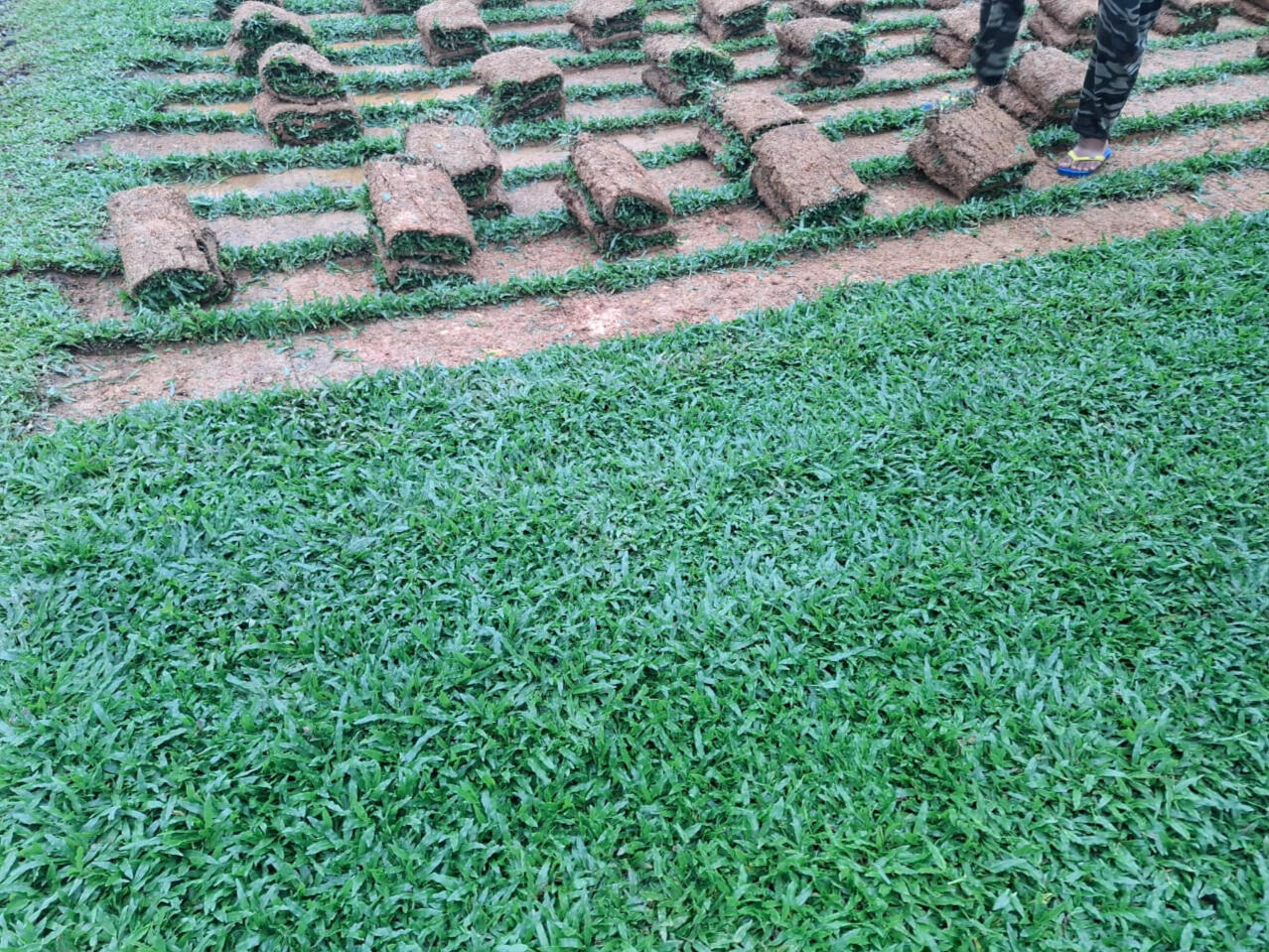 Cowgrass in Roll