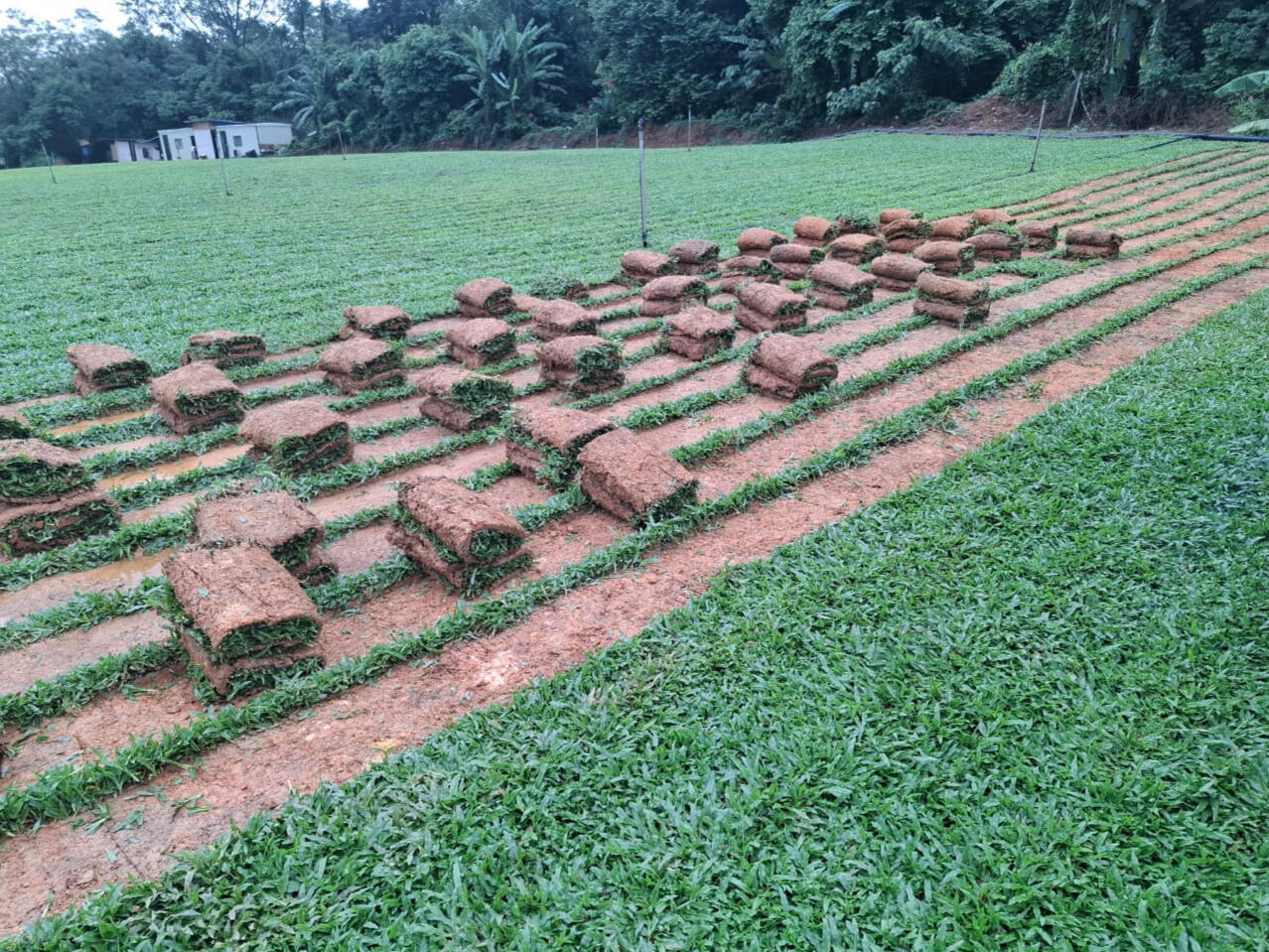 Sod Cutter Cow Grass (Roll)- "We supply machine-cut cow grass, which can be rolled after cutting for easy handling, transport, and installation."