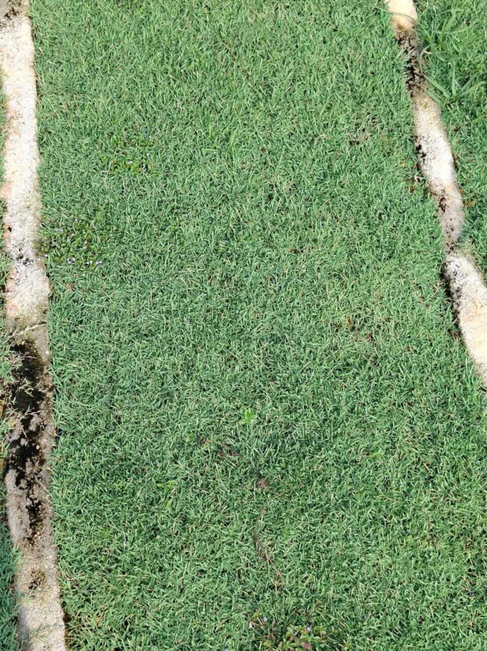 philippine grass philippine grass