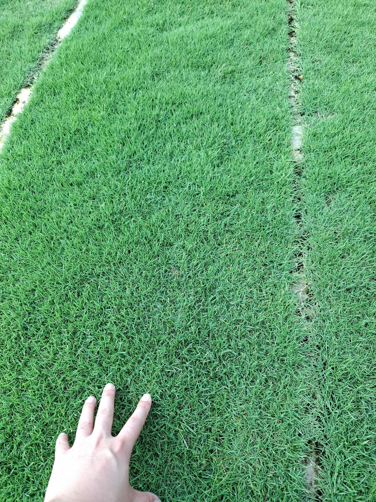 Japanese grass