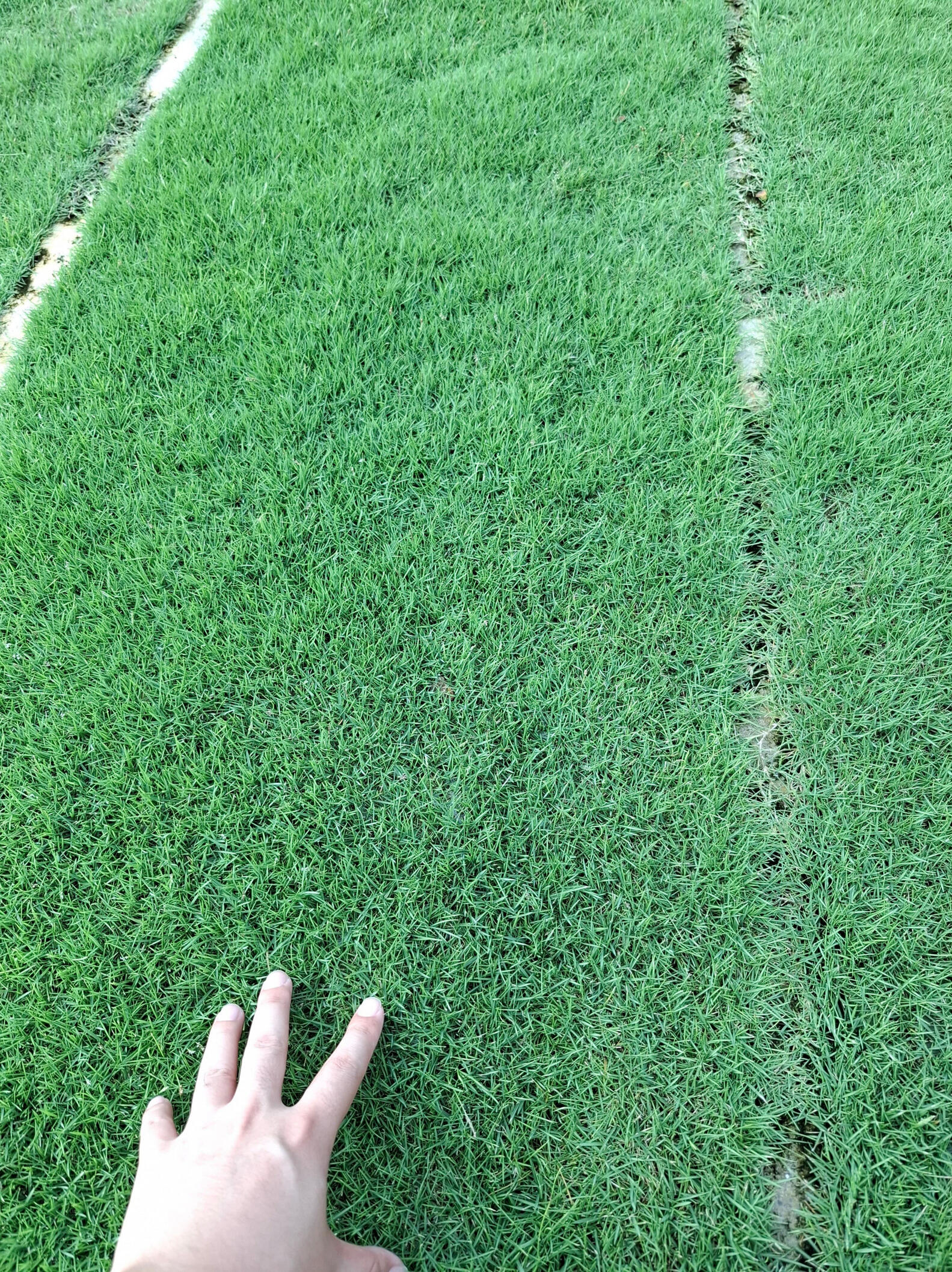 Japanese grass Japanese grass