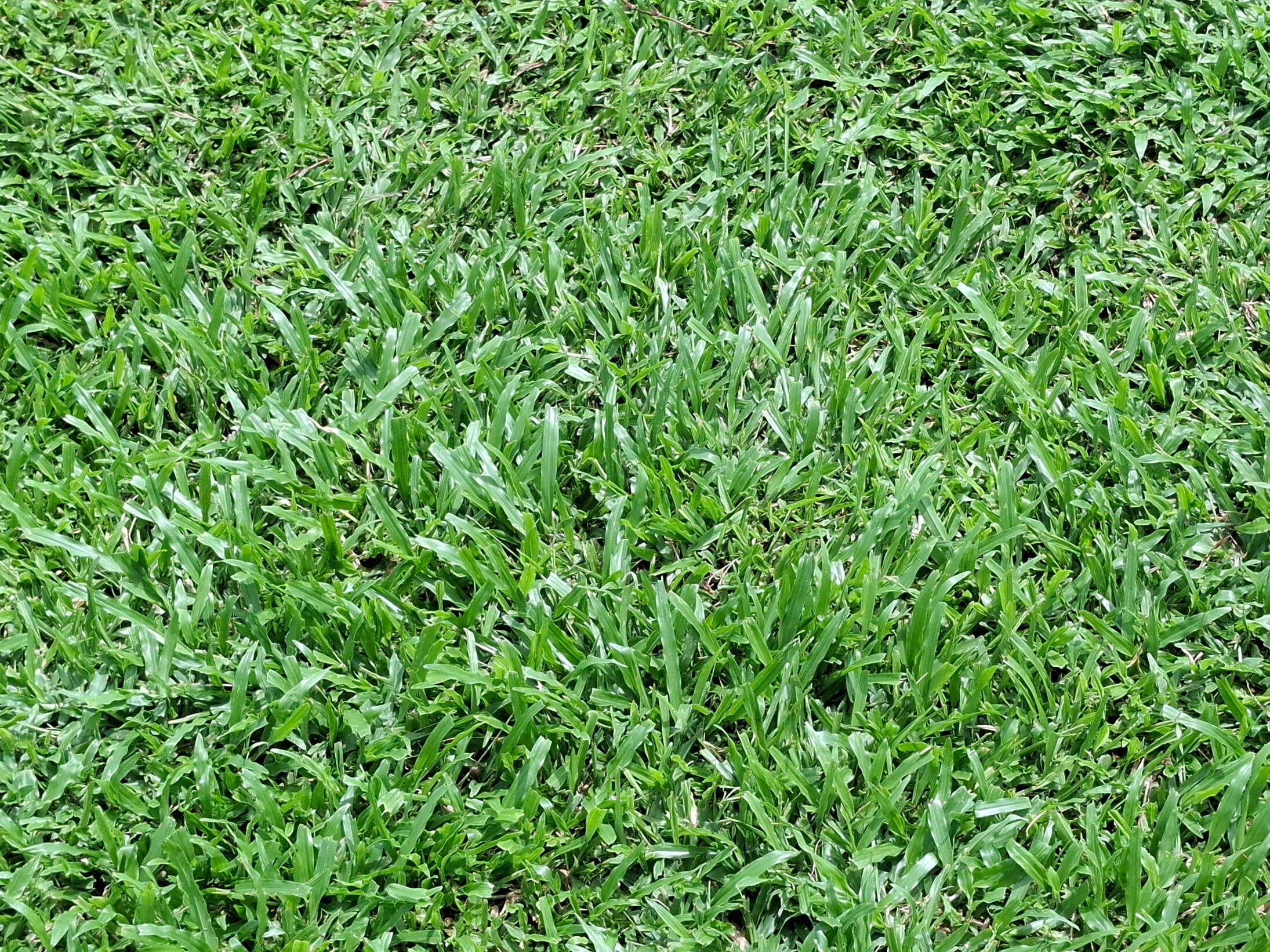 a.Cow Grass Carpet – durable and cost-effective for large areas.