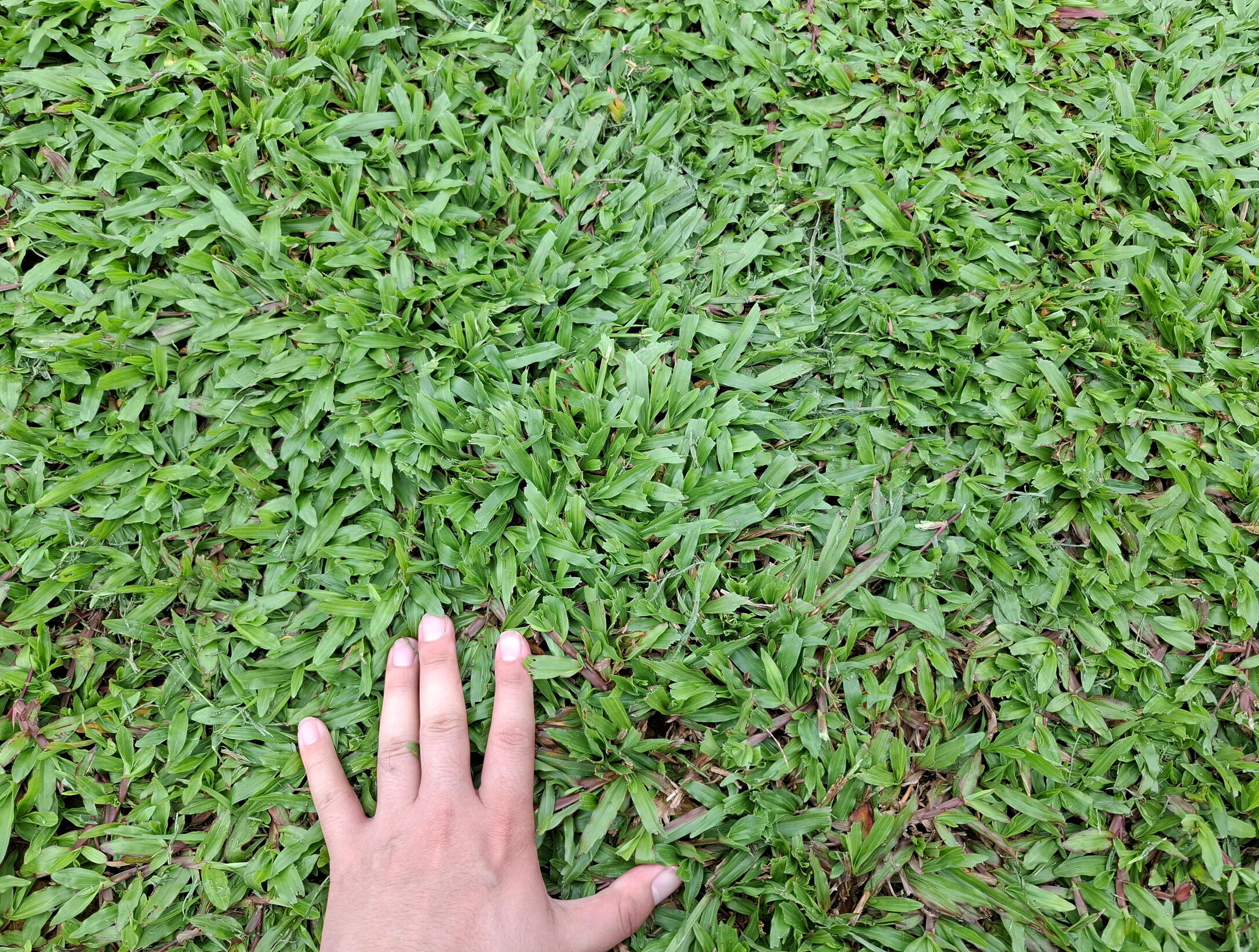 a.Cow Grass Carpet – durable and cost-effective for large areas.