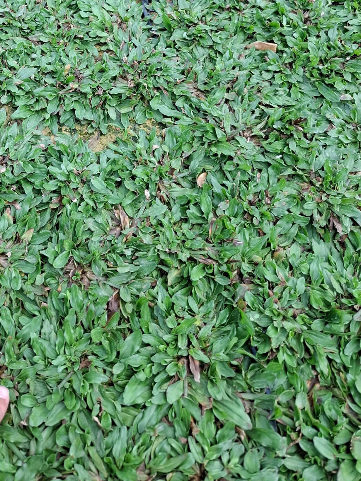 b.Pearl Grass Carpet– lush, soft, and perfect for landscaping.