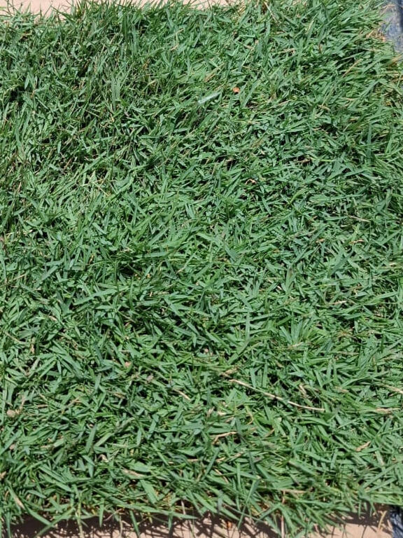d.Philippines Grass Carpet– bright green, fine-bladed beauty.