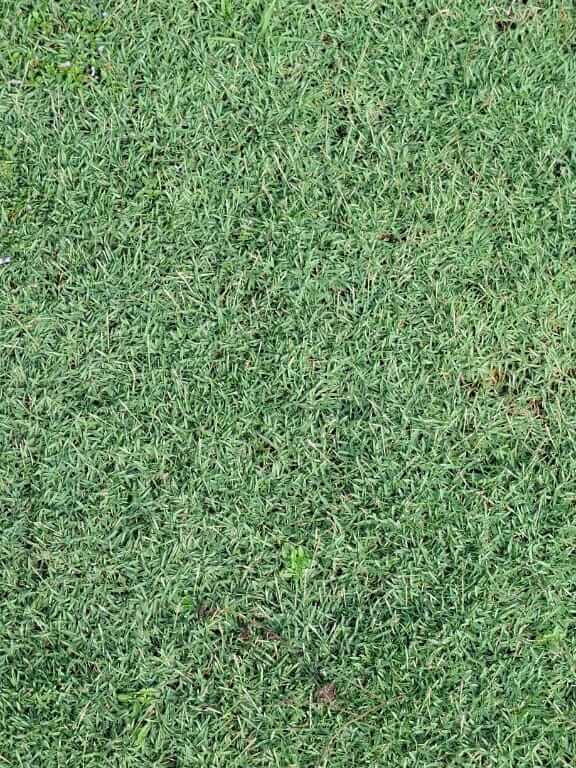 d.Philippines Grass Carpet– bright green, fine-bladed beauty.