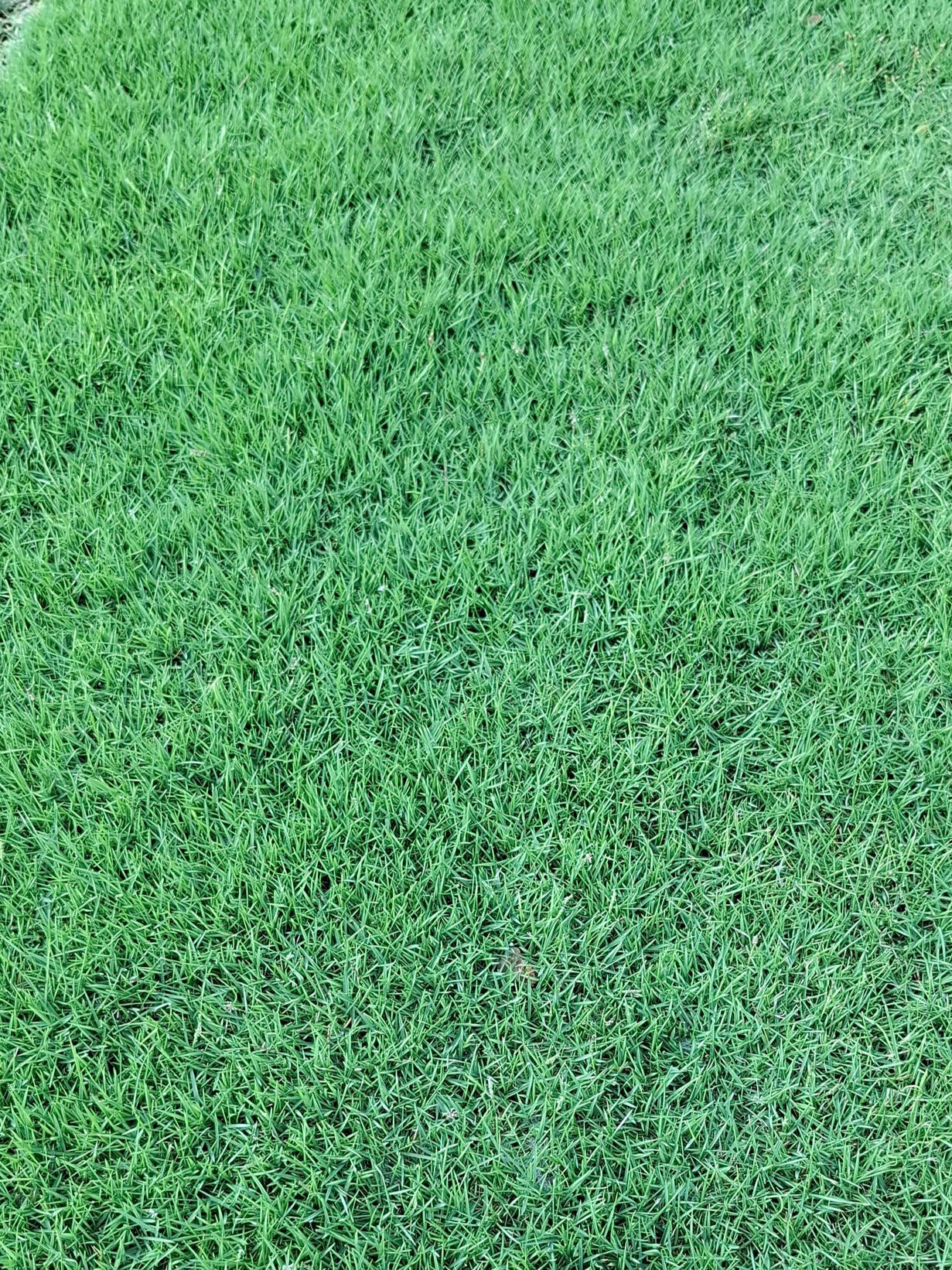 c.Japanese Grass Carpet– dense, elegant, and low-maintenance.