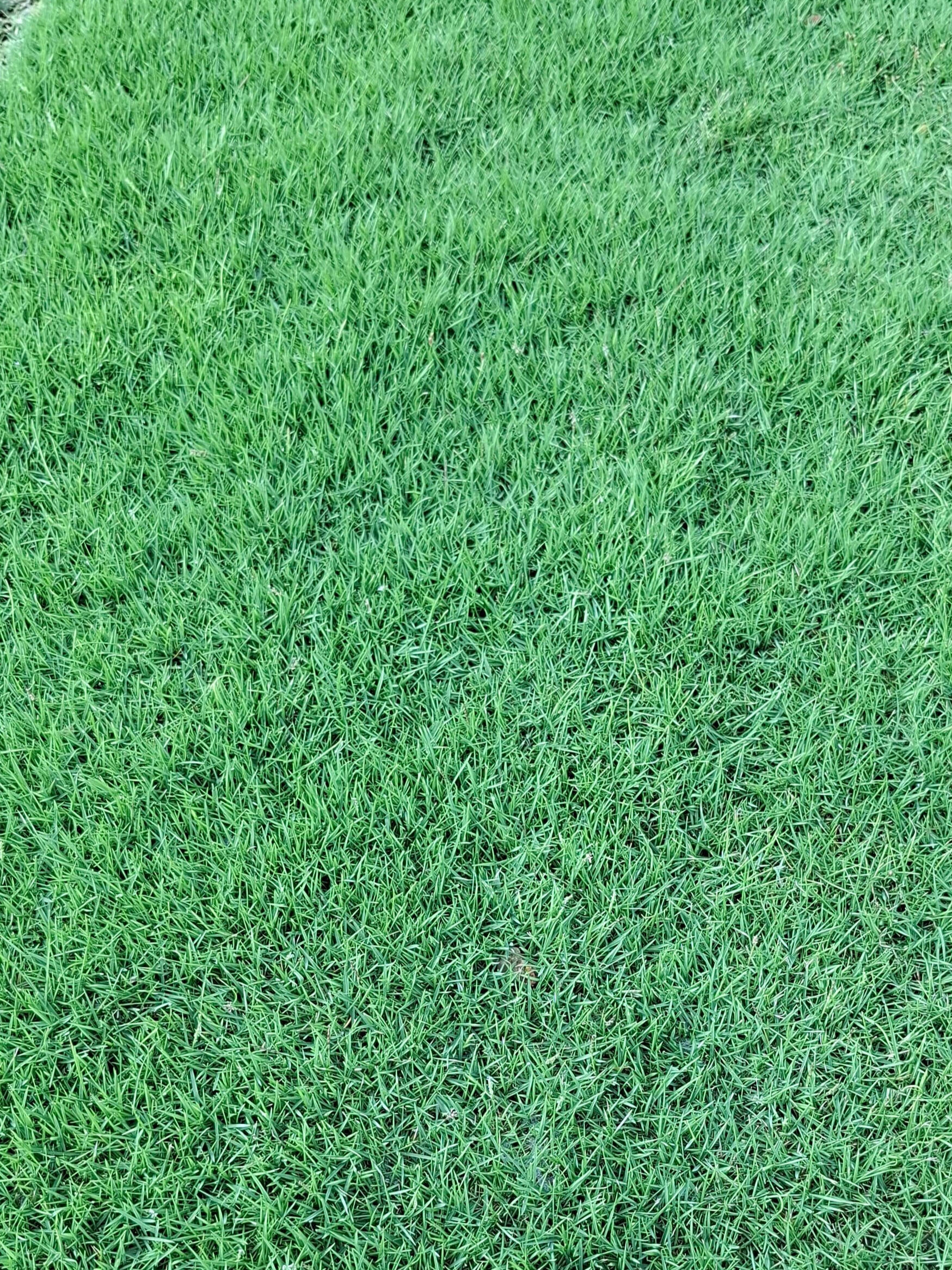 c.Japanese Grass Carpet– dense, elegant, and low-maintenance.
