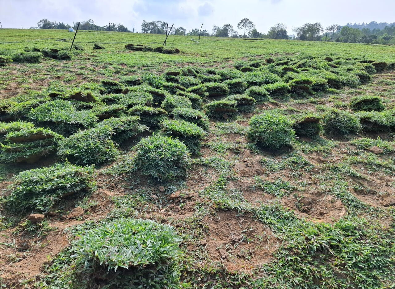 Spot Turfing- "Cow Grass is plants with gaps in between each other. Over time this grass will multiply and merge."