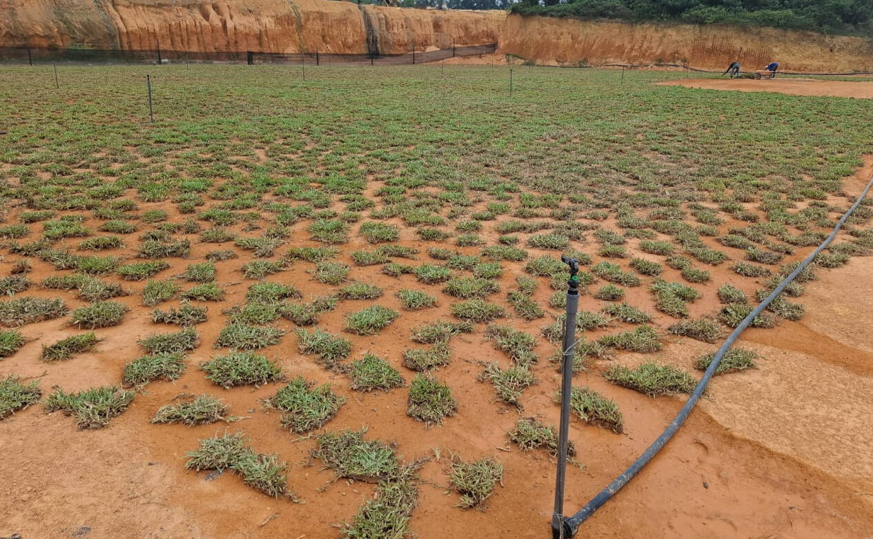 Spot Turfing Installation- Grass planted with gap. After one month the gap will fill with merge grass.