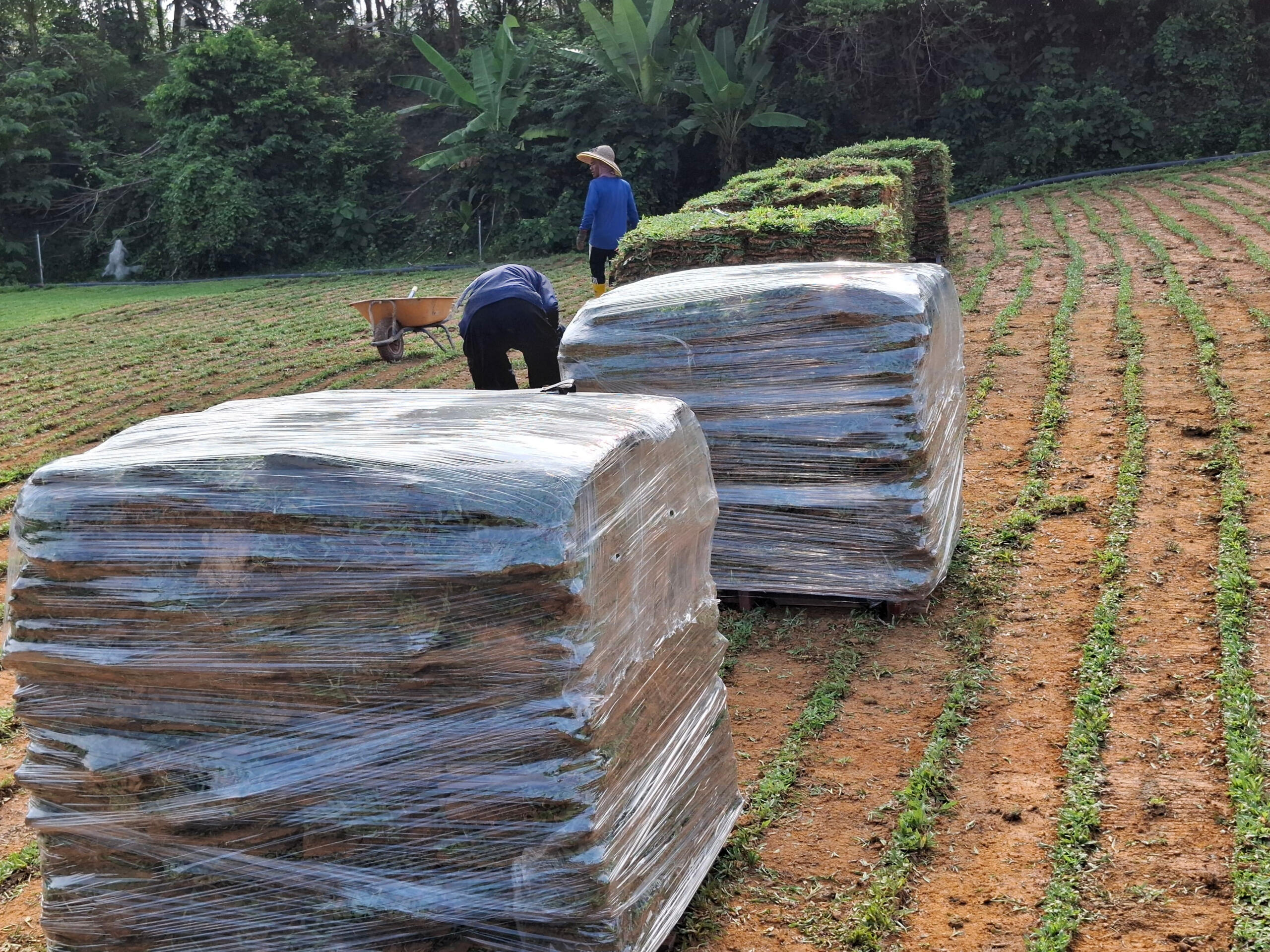 After machine-cutting, our cow grass is neatly stacked on pallets for secure packaging and easy transportation.