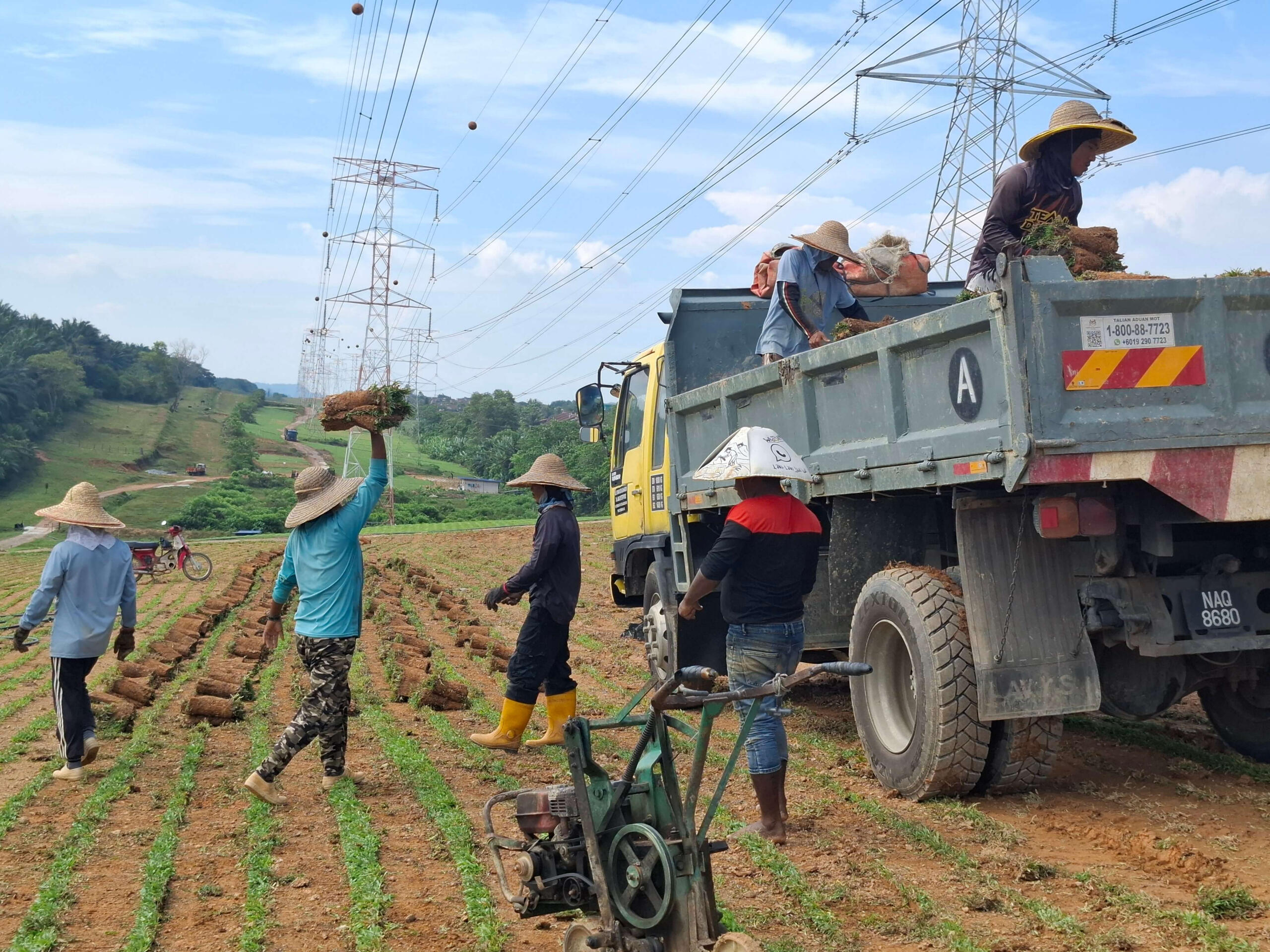 Without pallets, the grass is loaded manually onto the lorry by hand.