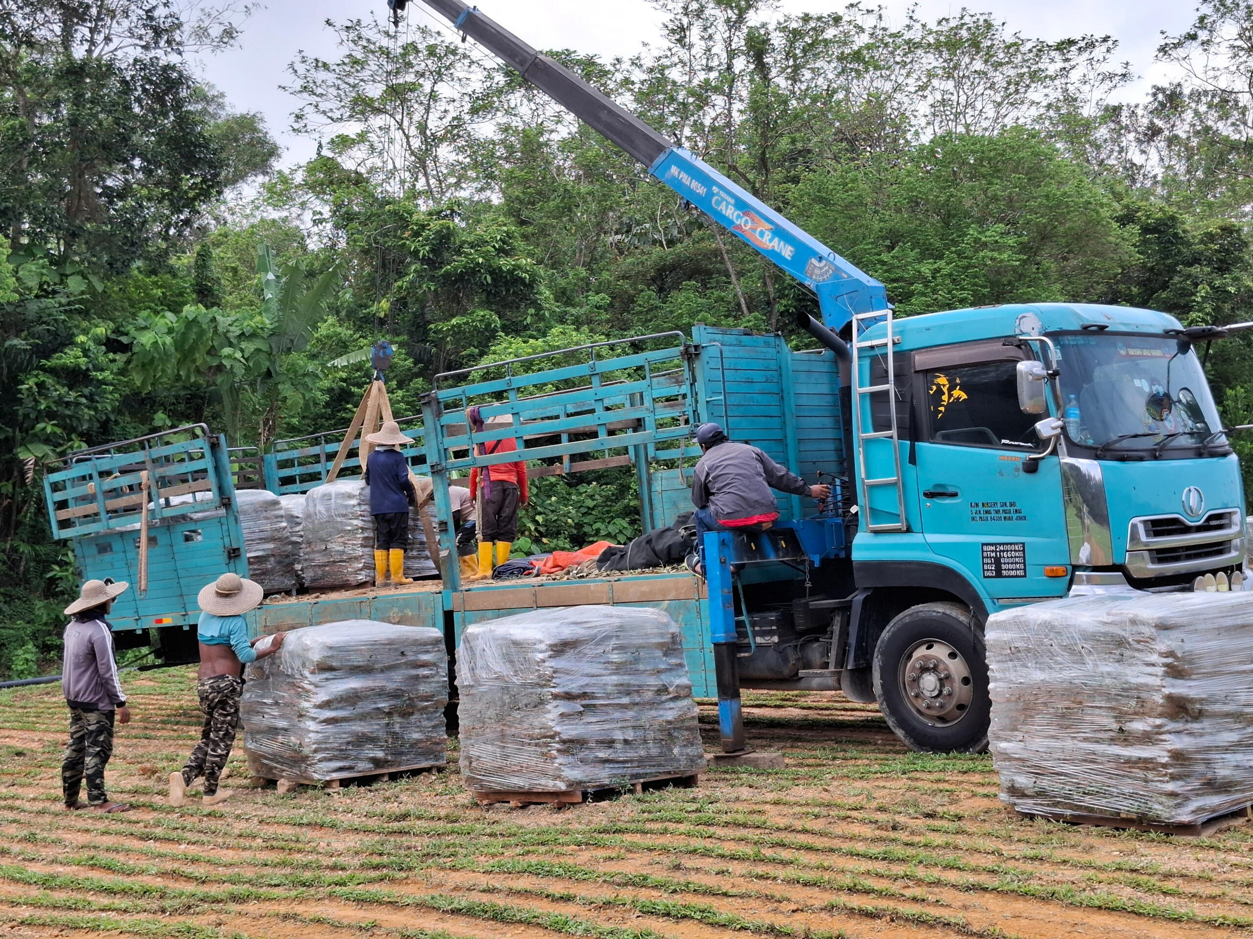 &quot;The pallet-packed grass is securely loaded onto the lorry, ready for prompt delivery to your site.&quot;