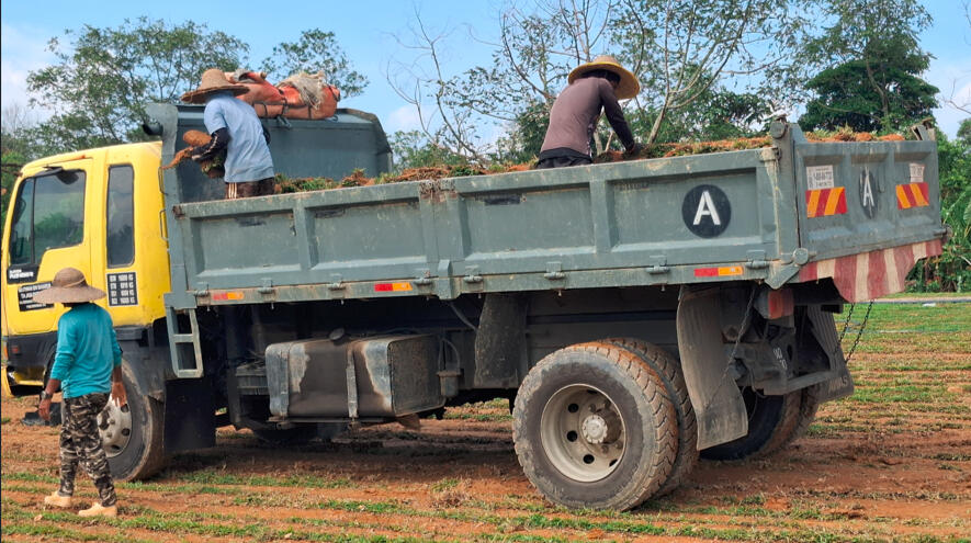 Without pallets, the grass is loaded manually onto the lorry by hand.