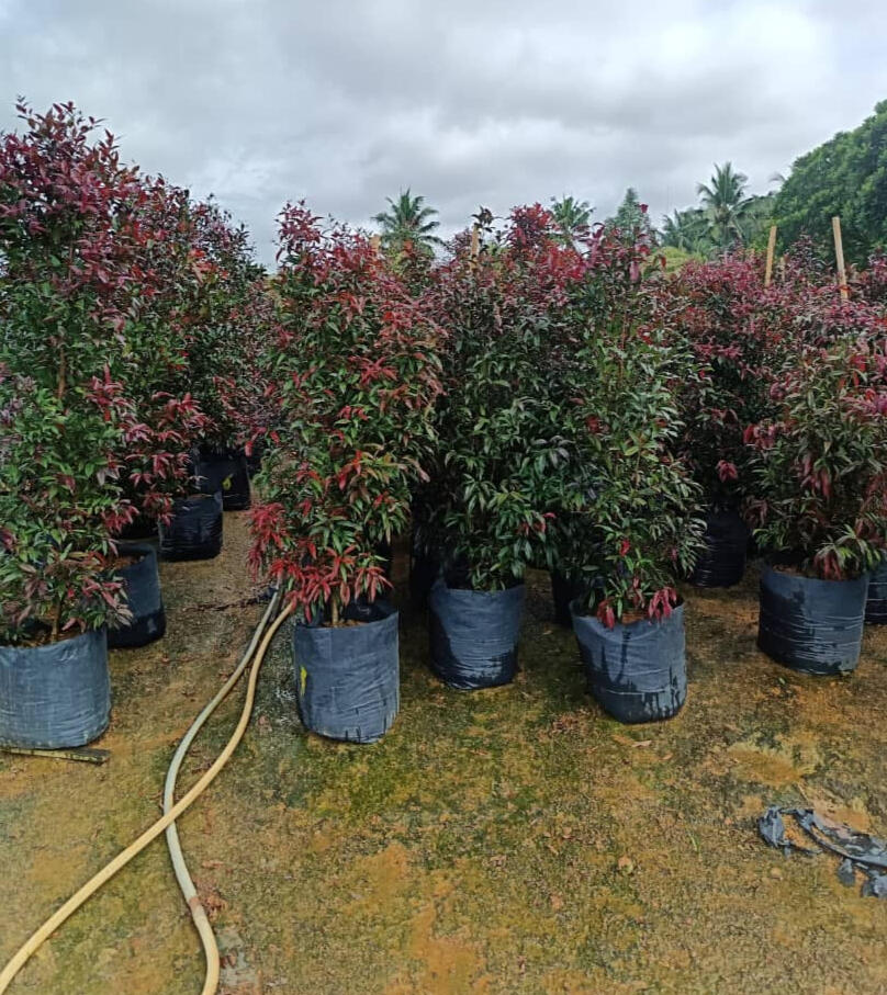 Red Leaf Syzygium or Red Lip Tree