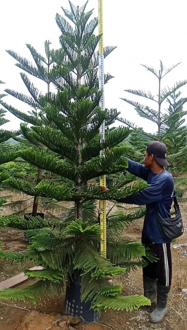 Norfolk Island Pine (araucaria heterophylla)