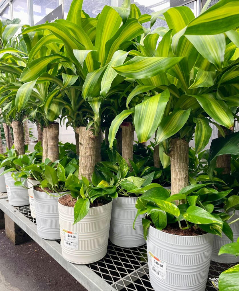 Corn-Plant-Massangeana