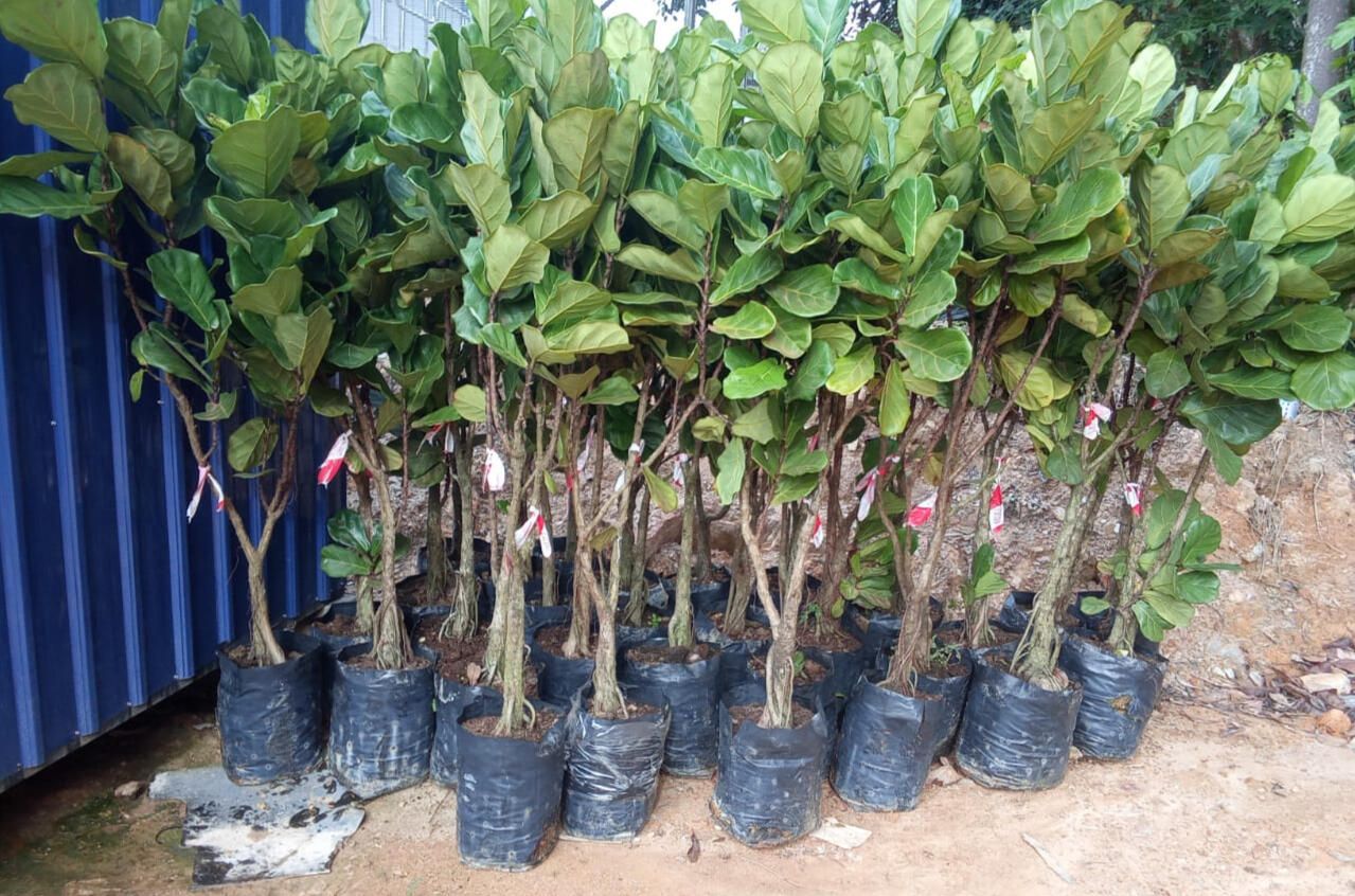 Fiddle Leaf Fig (Ficus lyrata)