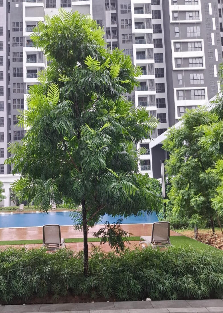 Neem tree – Azidarachta indica